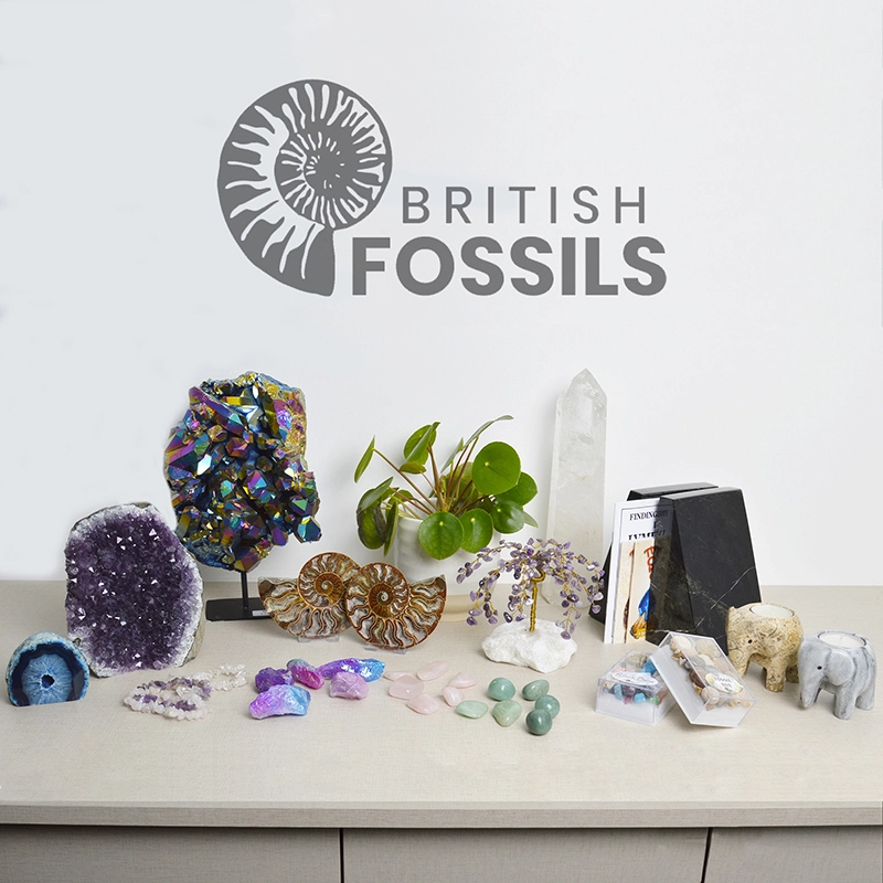 British Fossils